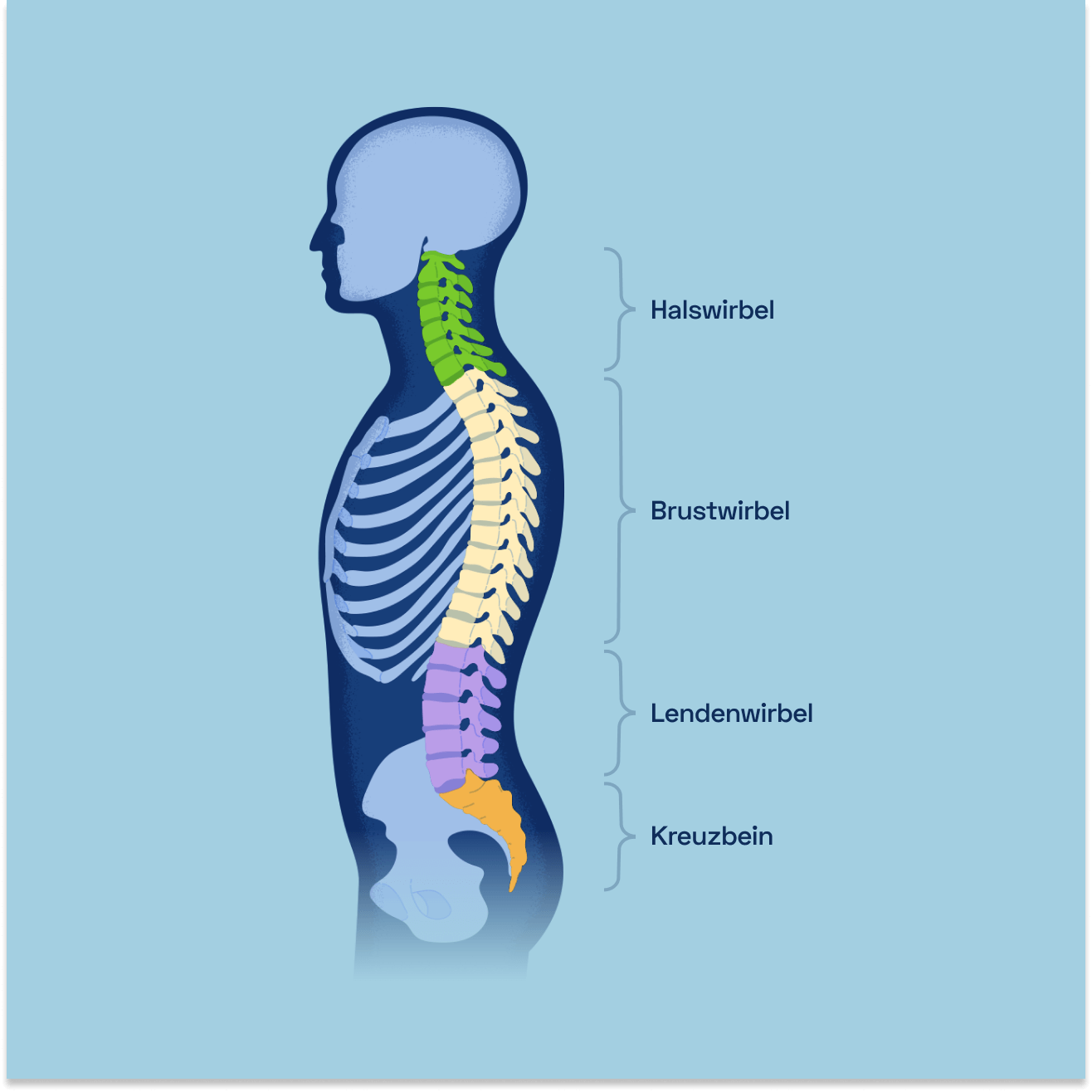 Illustration des Aufbaus des Rückens